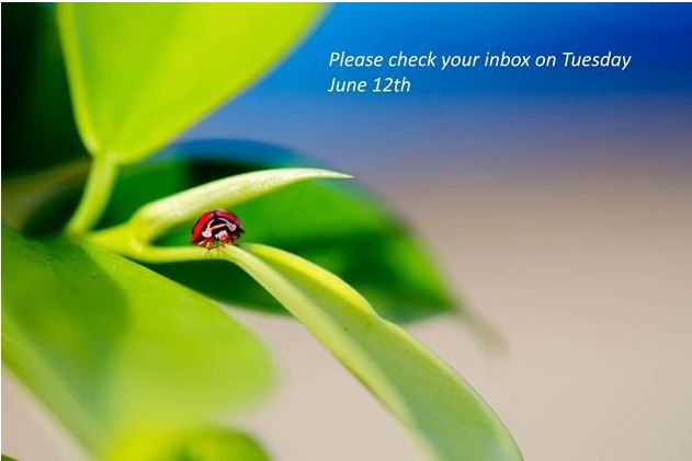 Don't-Want-To-'Bug'-You....-An-Email-From-My-Rep.