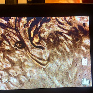 2005-Lincoln-Cent-Doubling-And-Extra-Ear-Lobe