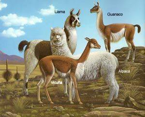 Post-Your-Coins-Representing-The-Animal-Kingdom.