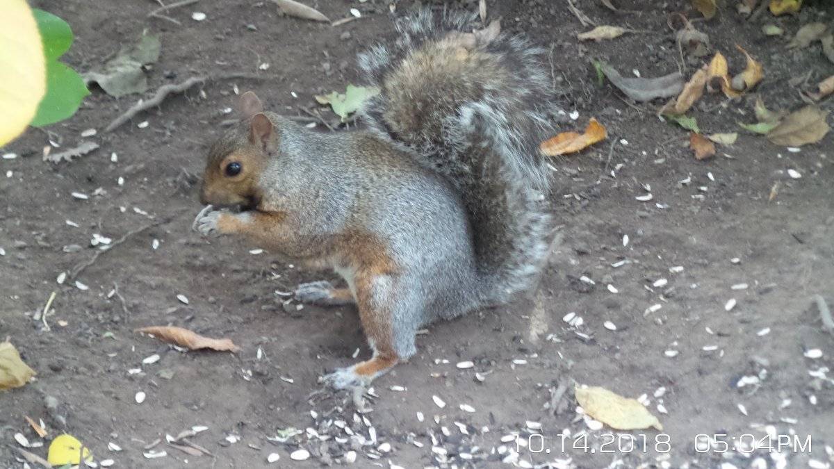 Post-Your-Coins-Representing-The-Animal-Kingdom.