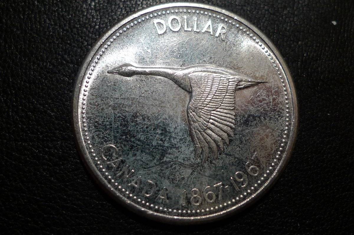 Post-Your-Coins-Representing-The-Animal-Kingdom.