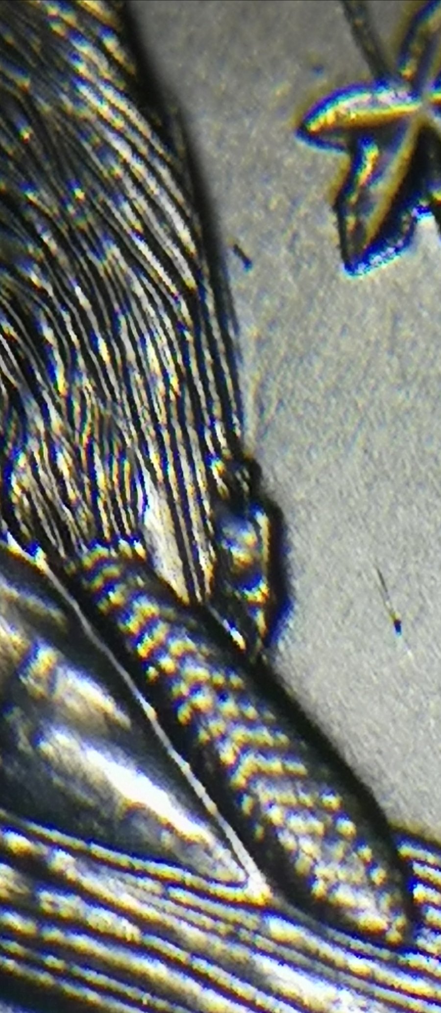 1992-Type-2-Nickel:-Re-Engraved-Beaver
