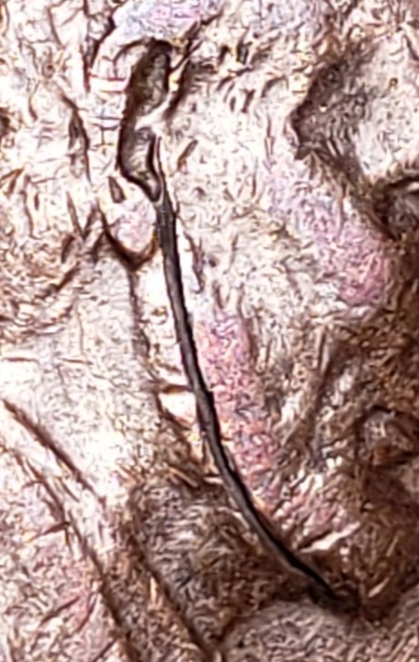 1952-D-LWC,-Obverse-Struck-Through/Wannabee?-Weight-3.10g