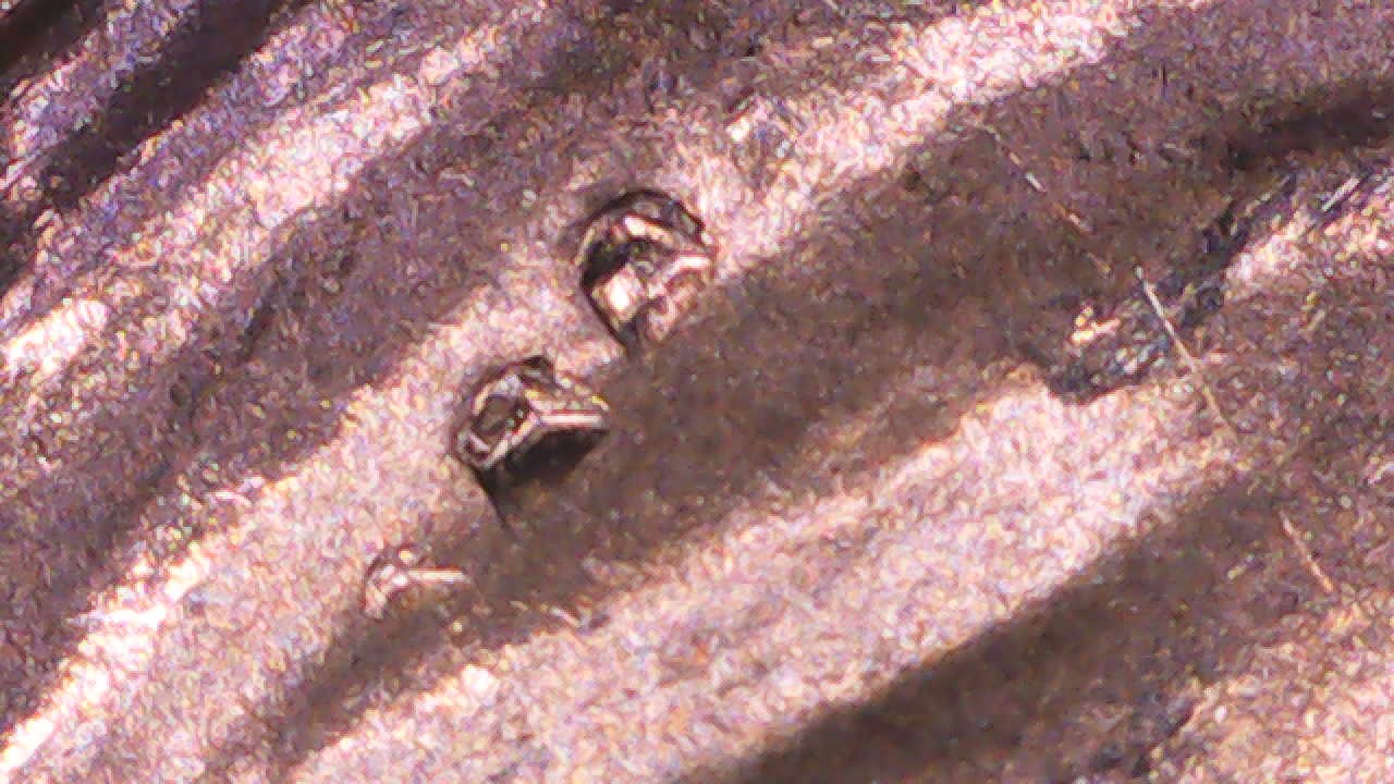 2023-P-Edith-Kamakoale-Quarter-Marks-In-Hair?