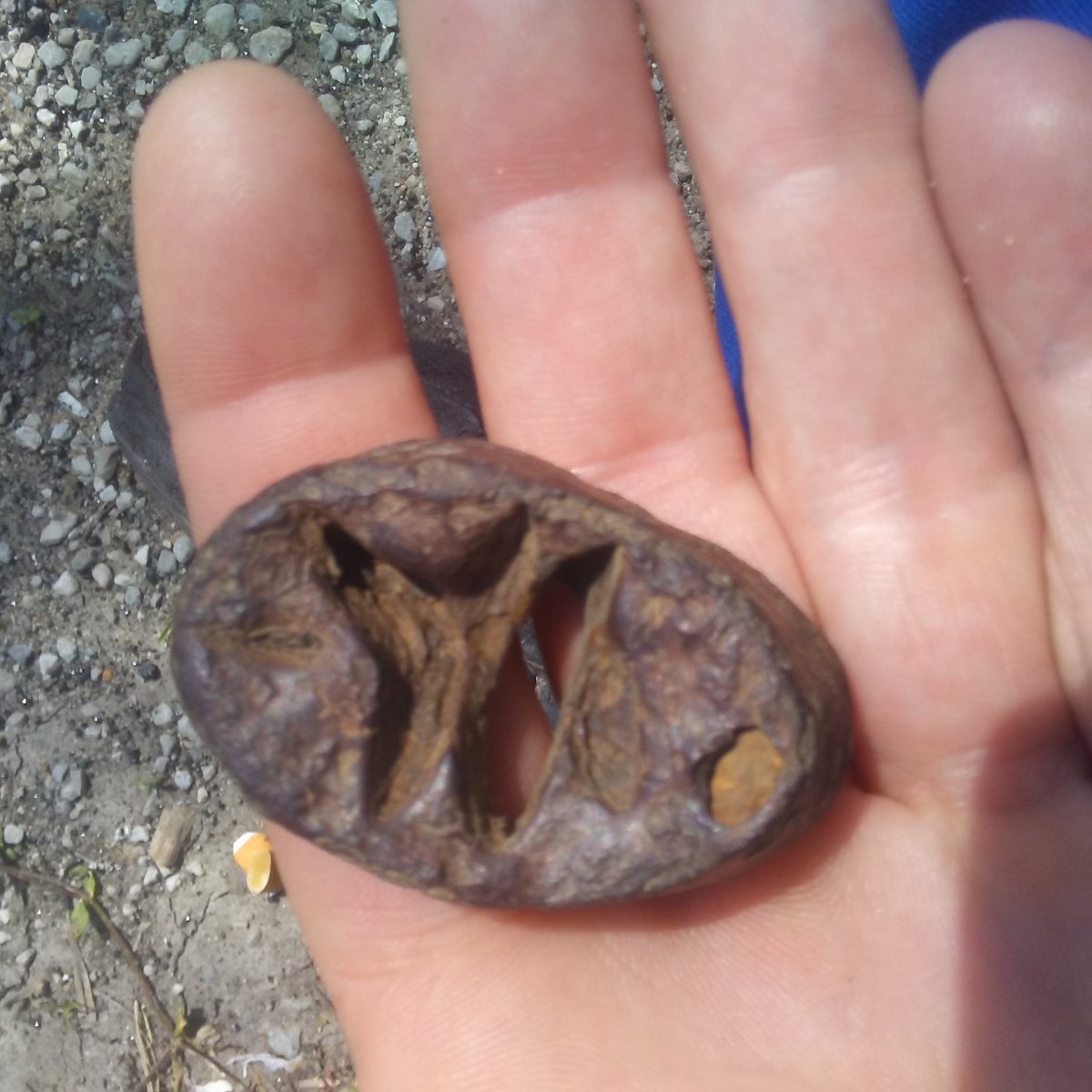 Is-This-A-Seal?-Found-By-Creek-Bed-In-Thompsonville-Illinois-Its-Not-Magnet