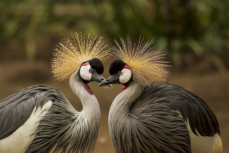 Post-Your-Bird-Coins