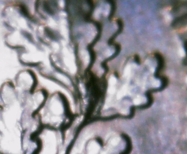 US-2017-P-And-2021-P-Dimes,-What-Would-You-Call-These-Imperfections-/-Errors?