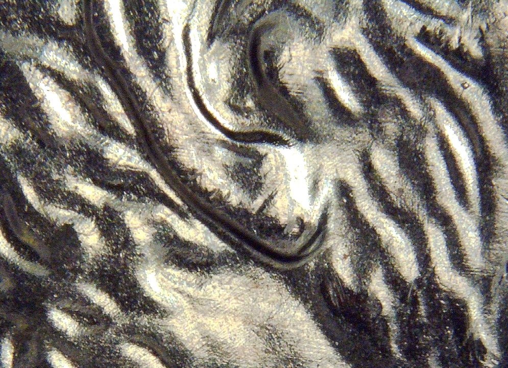 2009-Lincoln-Cent---Double-Ear?