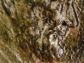 1984-D-Cent;-Rocking-Horse-Of-A-Different-Color