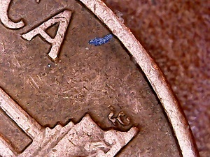 1959-D/D/D-RPM-001-LMC-With-Reverse