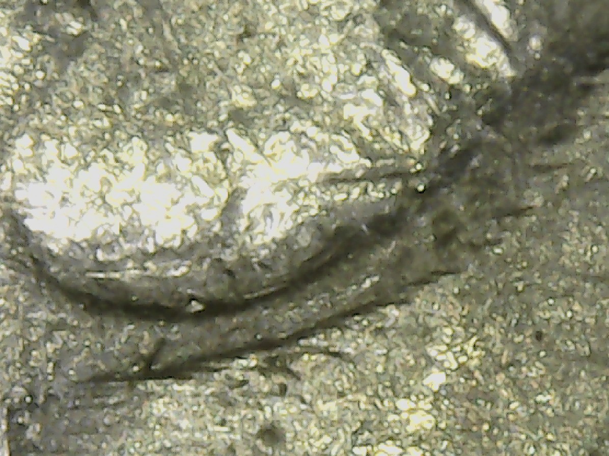 1985-D-Quarter...two-Ears?m