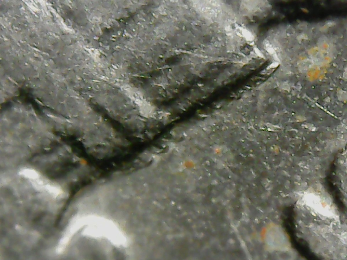 2008-D-Roosevelt-Dime-Possibly-New-DDR?