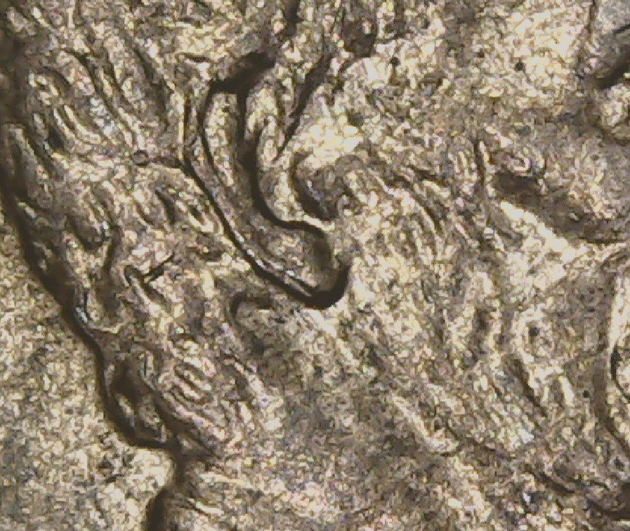 2004-D-LMC-Doubled-Ear?