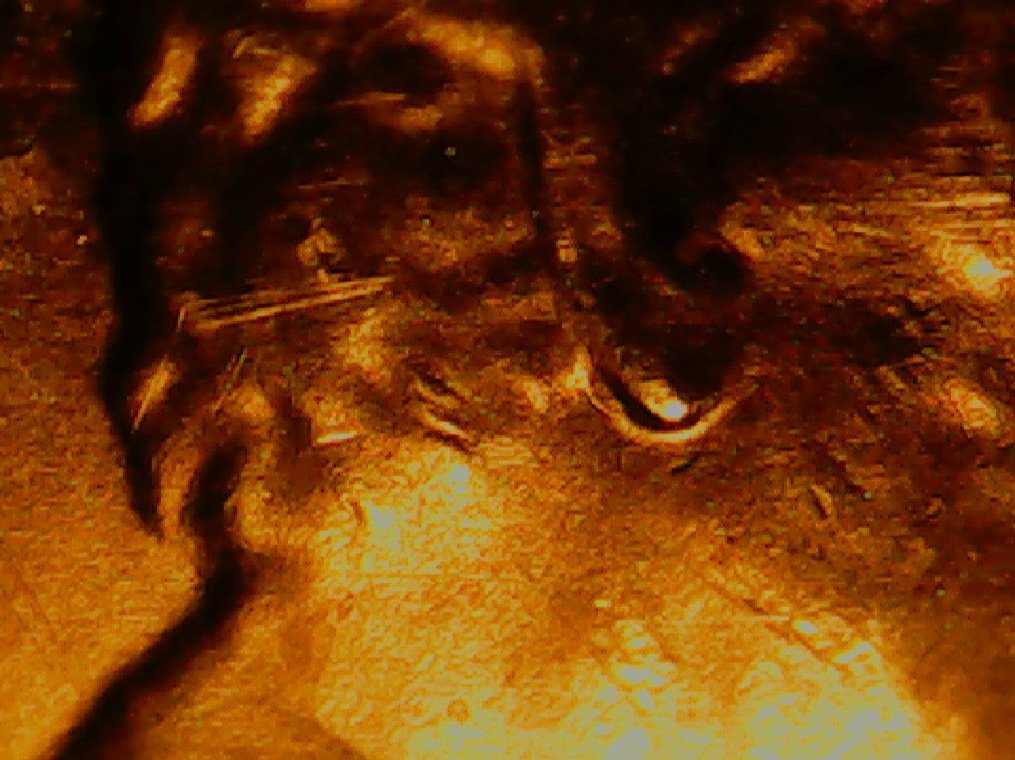 2020-D-LSC-Possible-New-Double-Earlobe-Listing