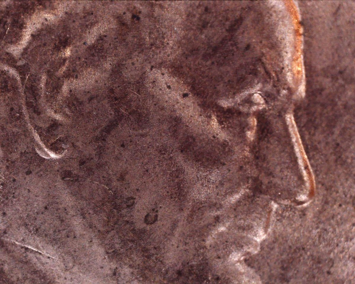 2018-D-Penny-DDO----Earlobe