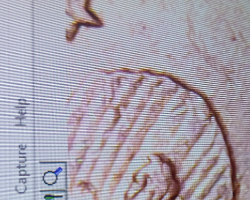 Cheerio-Dollar-Mate...-But-Probably-Not-:
