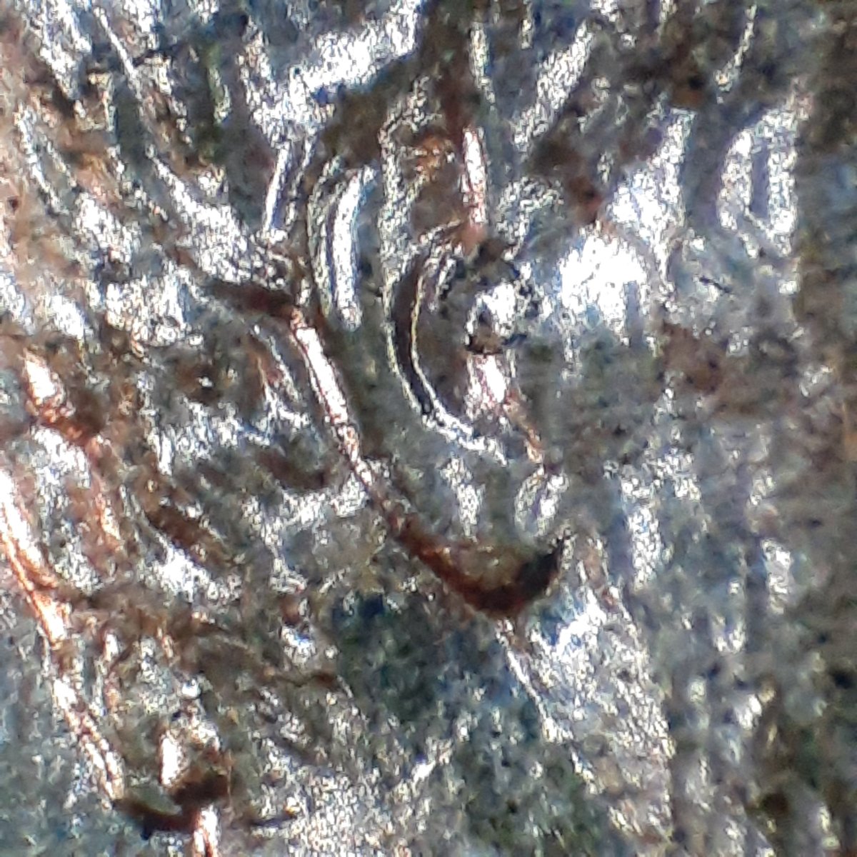 Help-Identifying-A-1988-P-LMC-Double-Ear-1-D0-010
