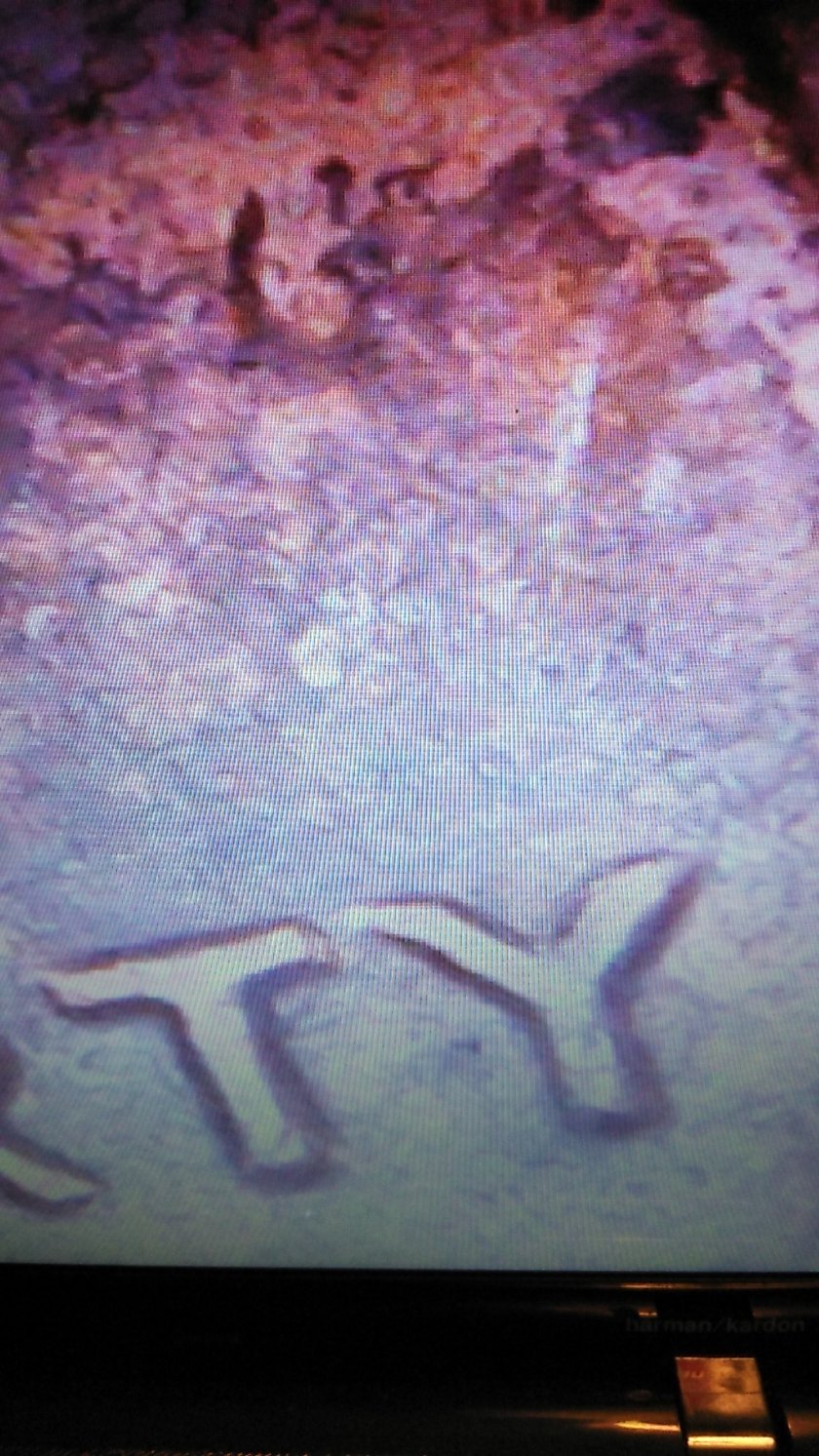 Question-On-Possible-Re-Struck-Coins