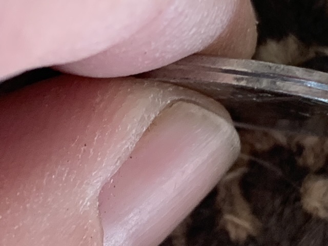 Opinion-On-This-1999-Nickel