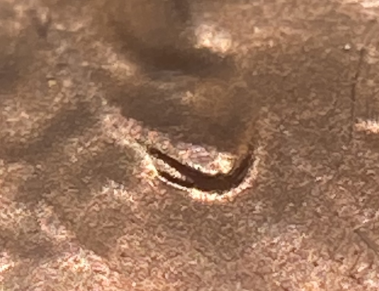 2021-D-LSC-Doubled-Ear-Lobe.-Best-One-I-Have-Found.