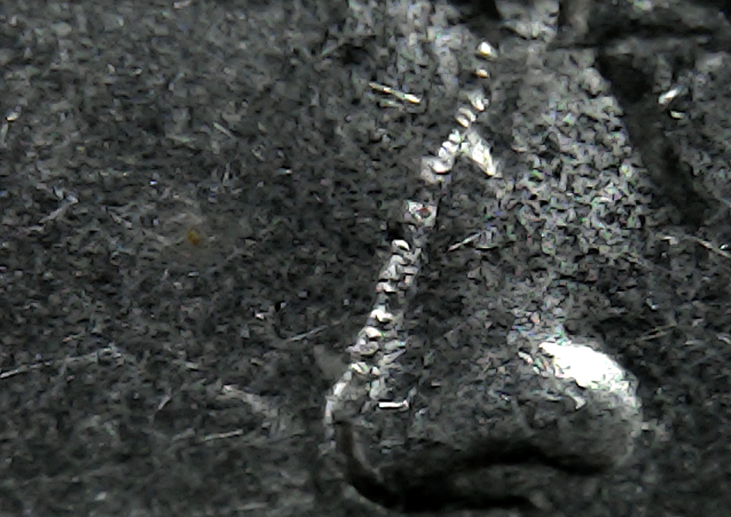 2001-P-Jefferson,-Fuzzy-Looking-Die-Lines-Outlining-His-Head