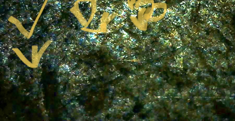 1909-VDB-Or-Just-Regular-1909
