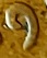 1911-DDO-Lincoln-Cent