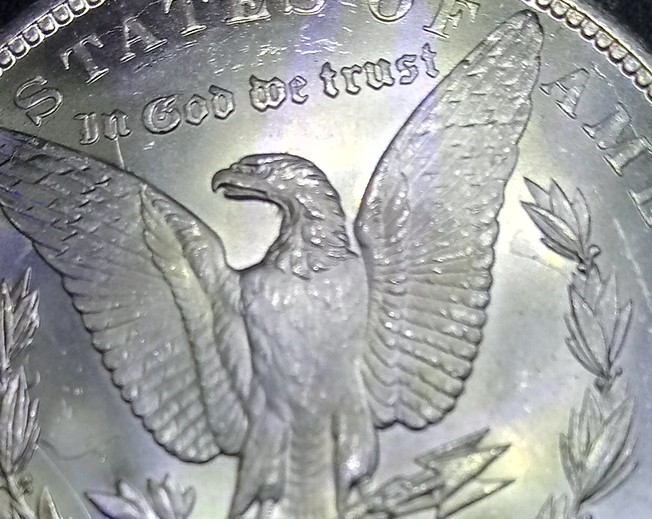 1882-CC-Bearded-Eagle?