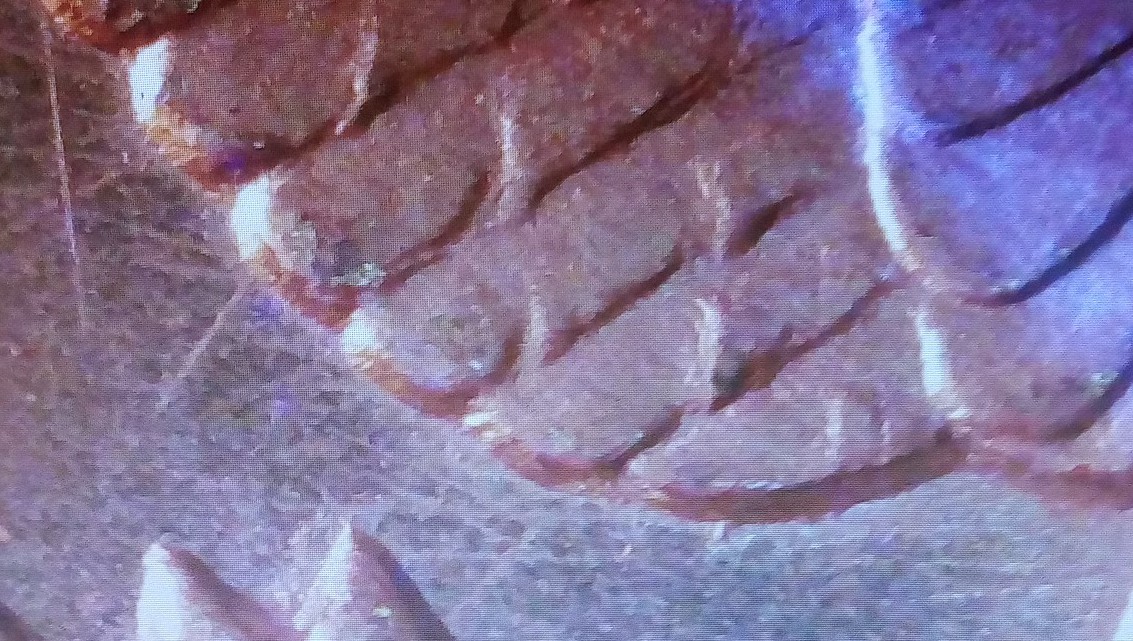 1883-CC-Heavy-Clash-Marks,-Spike-In-Eagles-Mouth.