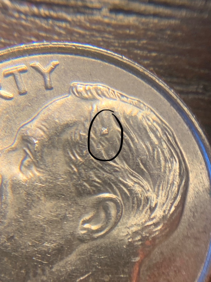 Could-This-Be-Cud-On-This-Roosevelt?