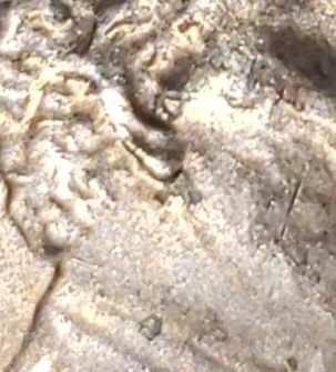 2017-D-Double-Lobe?-Need-Opinions