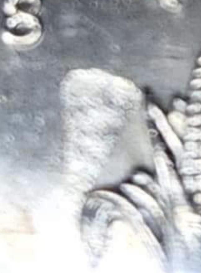 2004-Wisconsin-Quarter-Ghost-Leaf?