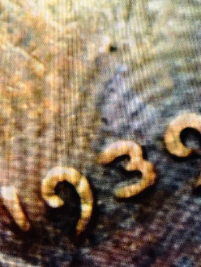 Weird-Back-Ground-Images-On-My-1939-Lincoln-Wheat-Penny