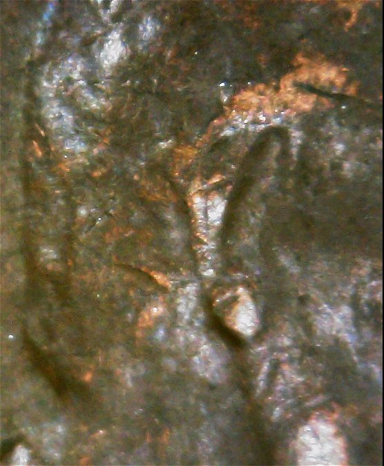 1954-P-Wheat-Penny-With-Possible-Double-Ear-Error