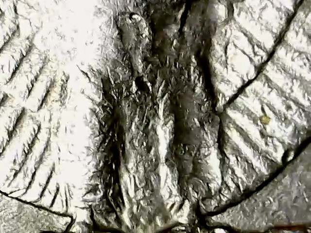 1987-D-Quarter-With-Strange-Right-Leg-On-Eagle