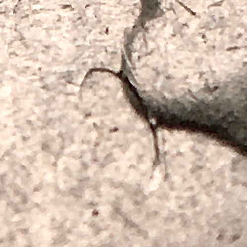 2020-D-American-Samoa-National-Park-Quarter-Die-Crack-Or-Something-Else?