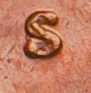 1974-S-Memorial-Wheat-Cent-Mint-Mark-Error