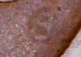 1937-Wheat-Cent-With-Extra-Number-Under-Date