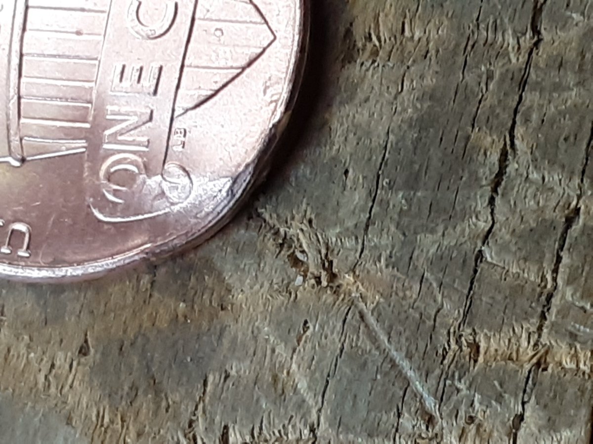 2018-Lincoln-Penny.-Error?