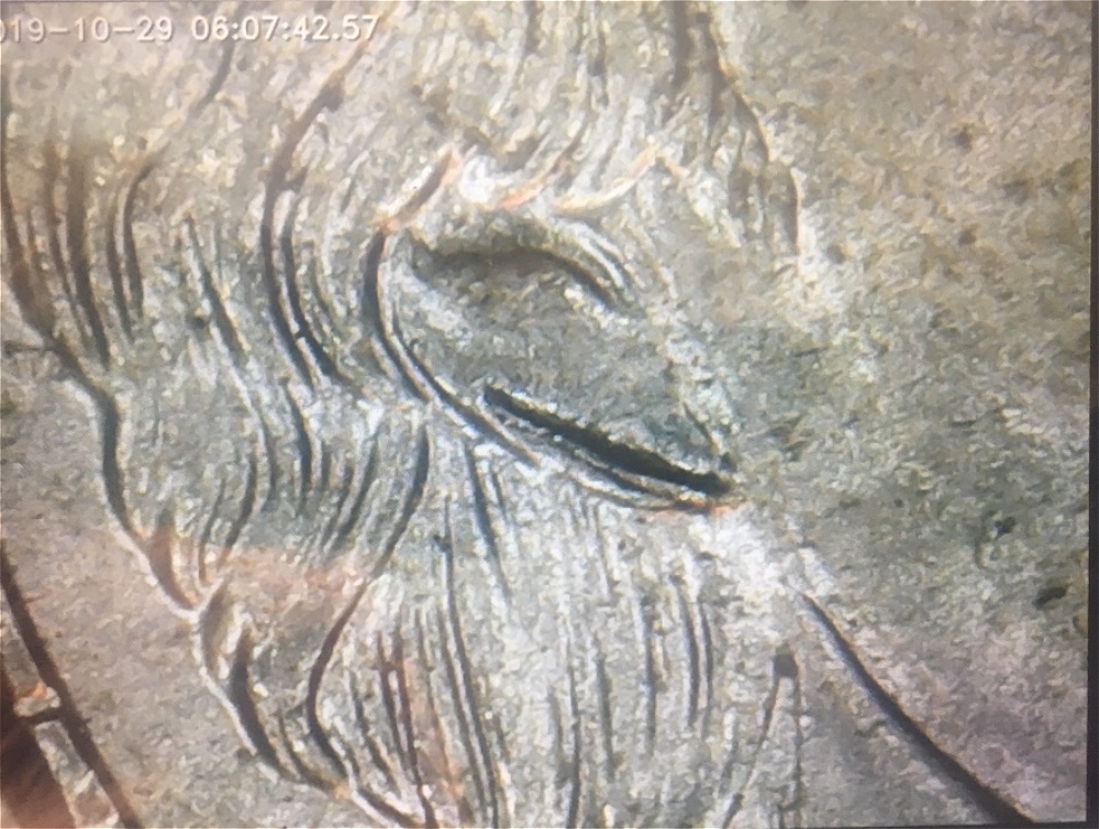 2015-P-Nickel,-Double-Ear?