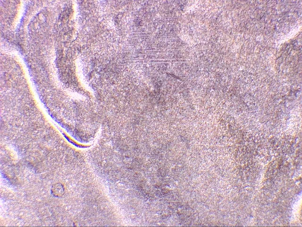 2019-D-Lincoln-Cent-Possible-DDO-Please-Verify