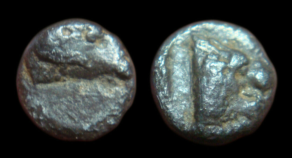 My-First-Animal-On-A-Coin.