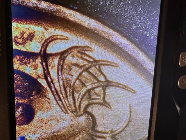 Help-With-1966-Mint-Marks