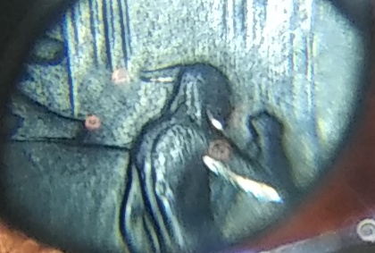 1968-Canada-Dollar-Not-Sure-If-This-Is-Dhl#1-..dhl#2-..-Or-A-Normal-Coin