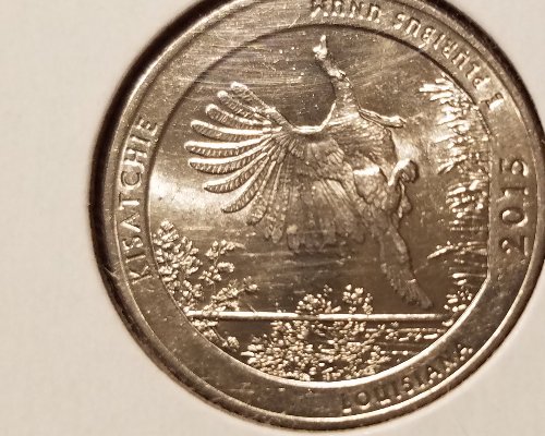 Cud-On-Kisatchie-Quarter/-Unless-I'm-Wrong.....again!