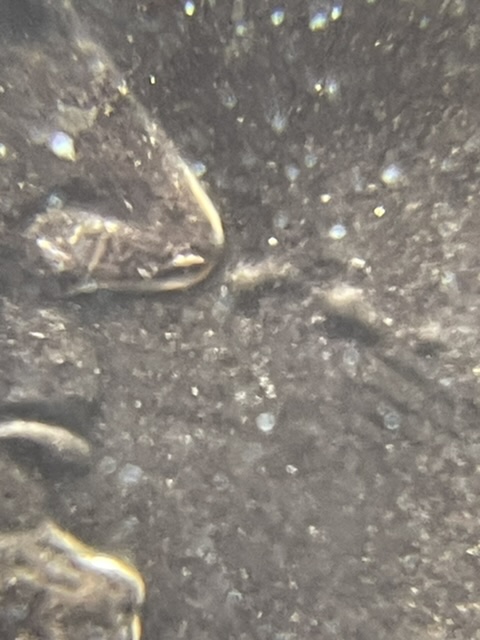 2000-Cheerios-Cent,-Bubble-Or-Die-Chip