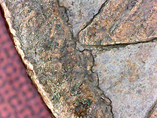1981-D-Cud-Db-Or-Environmental-Damage?