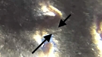 1959-D-LMC-Doubled-Eye?