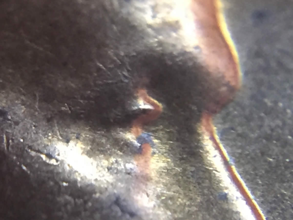 1959-D-LMC-Doubled-Eye?