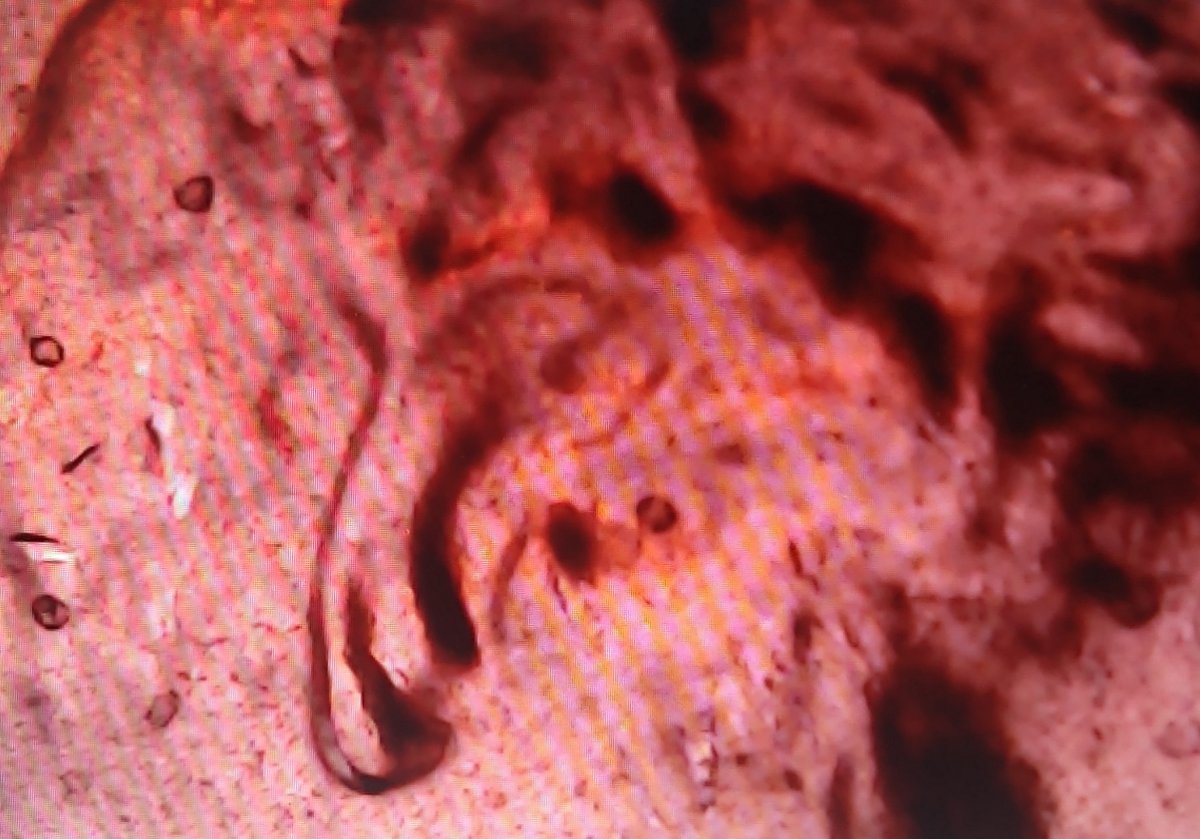 2019-D-LMC-Double-Ear?